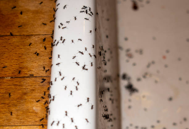 Best Pest Control Near Me  in West Fork, AR