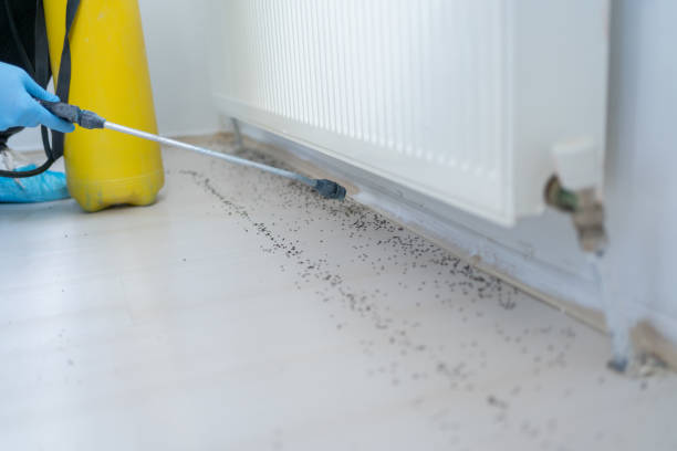 Best Bed Bug Extermination  in West Fork, AR